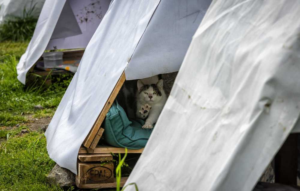 <span>Başarılar</span>United Protection of Animals Foundation Fotoğraf Yarışması  3 Sergileme - 2021