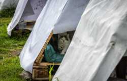 United Protection of Animals Foundation Fotoğraf Yarışması  3 Sergileme - 2021